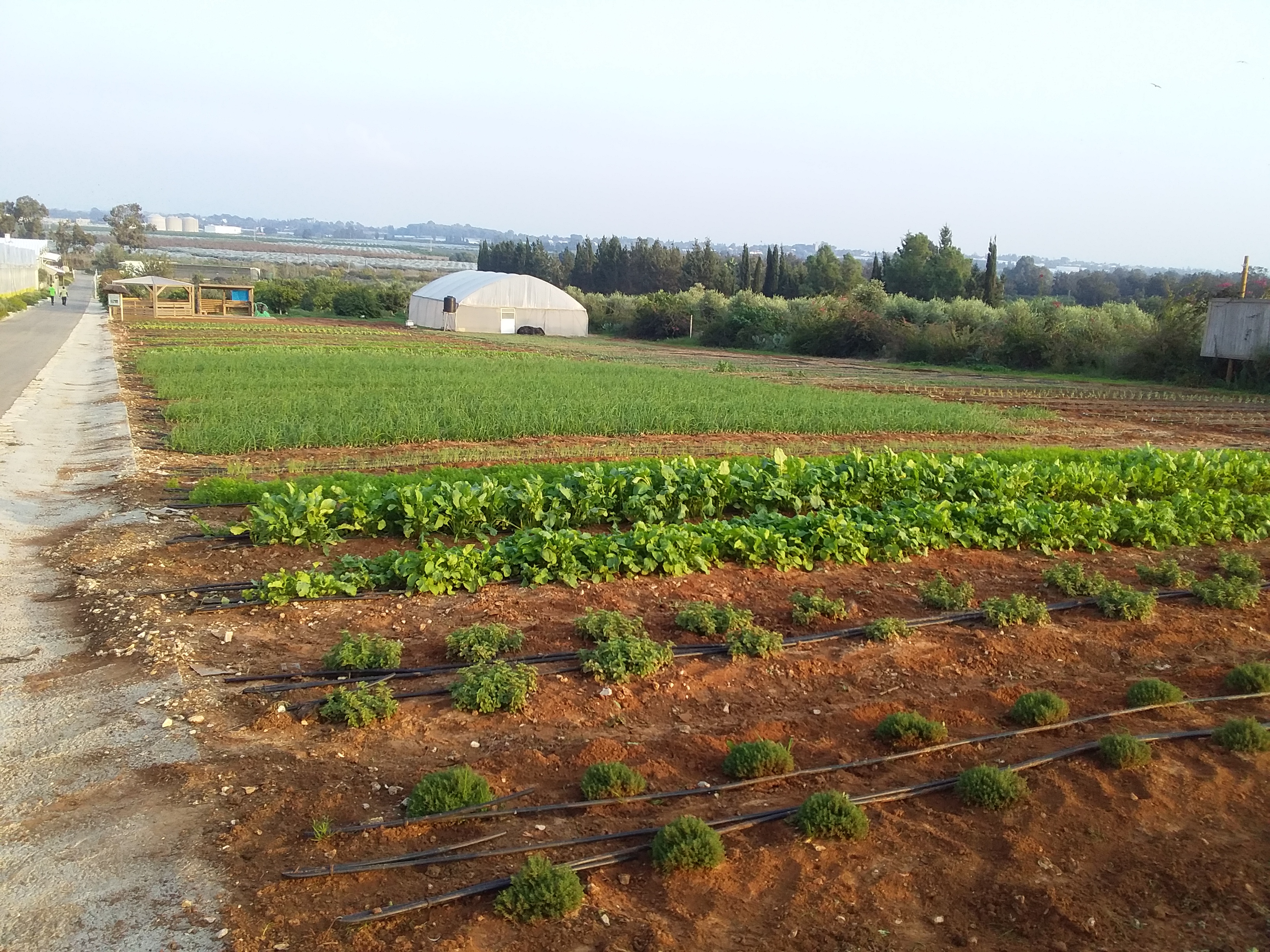 Production agricole, agriculture organique et durable