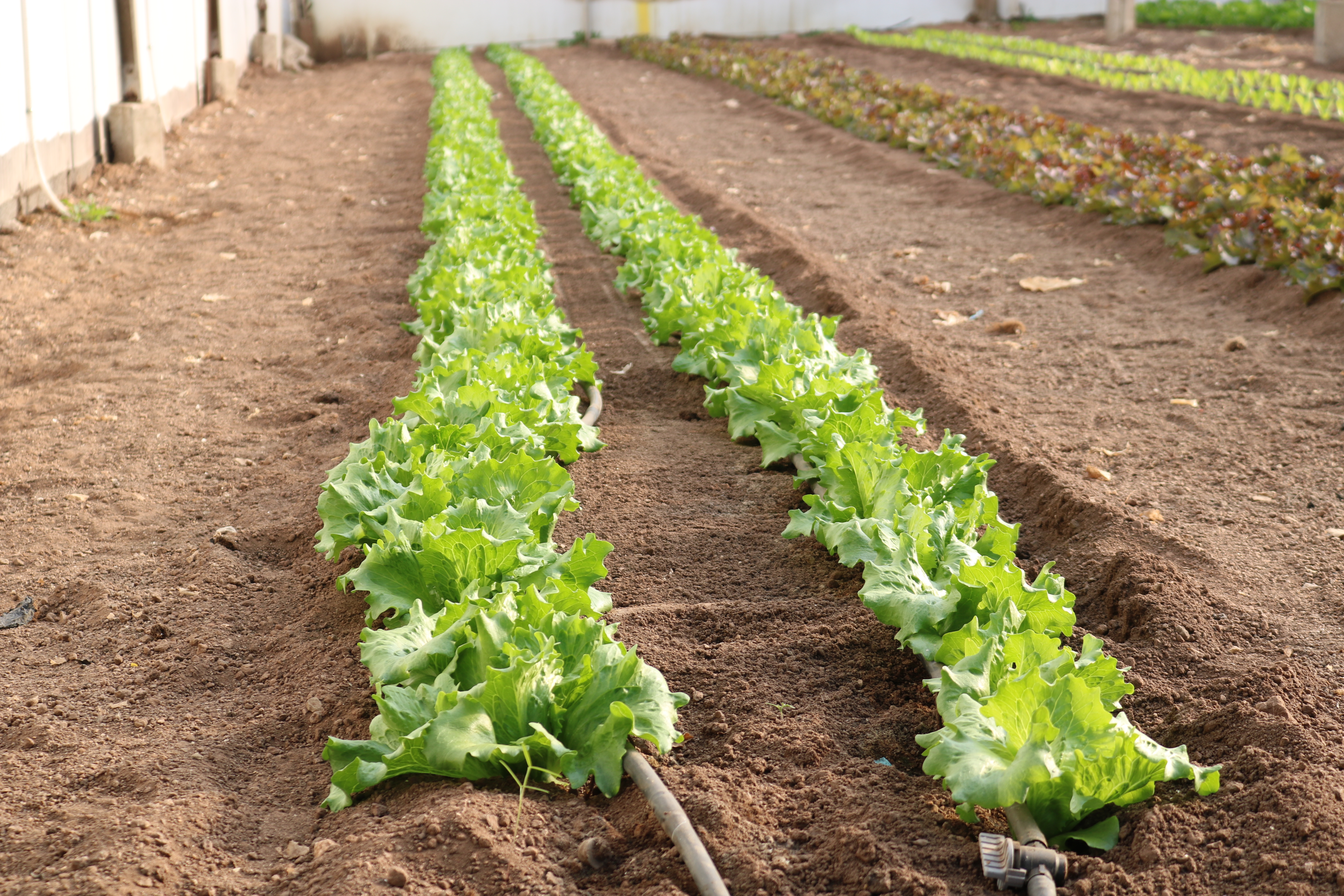 Éco-conception, transformation de produits agroalimentaires